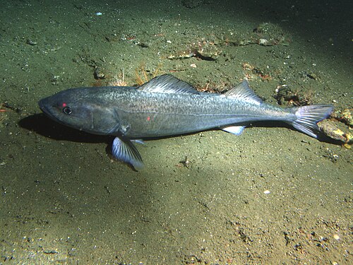 Sablefish